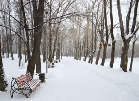 冬天树林道路雪景图片