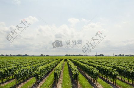 自然天空云农业葡萄葡萄园葡萄酒