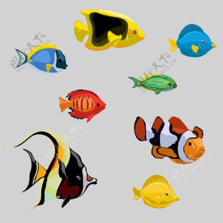 彩色热带鱼图片