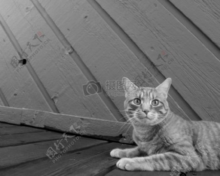 宠物眼睛猫猫特写镜头黑色和白色