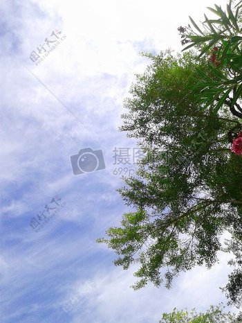 云玫瑰绿色蓝色天空可爱的一天漂亮树木