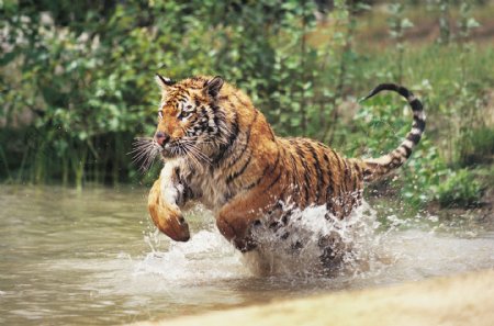 水中行走的老虎图片