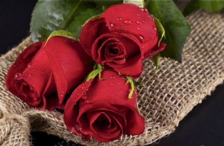美丽玫瑰花朵图片
