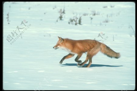 雪地上奔跑的狐狸图片