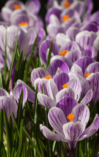 紫色鲜花背景图片