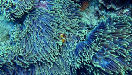 水珊瑚水下清澈的水小丑鱼软珊瑚礁石