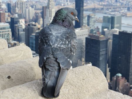 城市鸟天际线建筑新纽约摩天大楼帝国状态建筑城市鸽子特写镜头