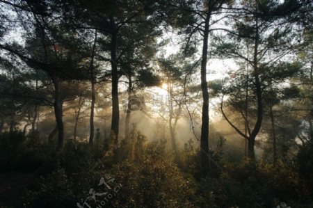 自然森林林木阳光灌木