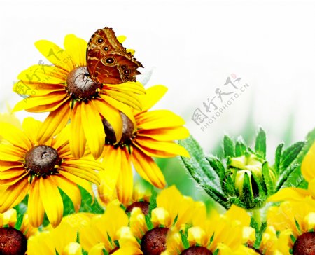 蝴蝶与向日葵图片