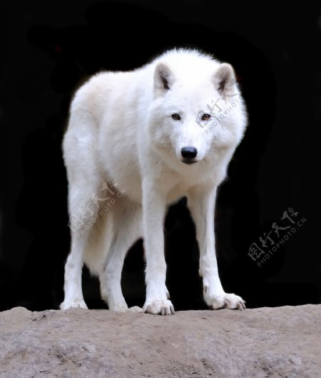 一匹白狼图片