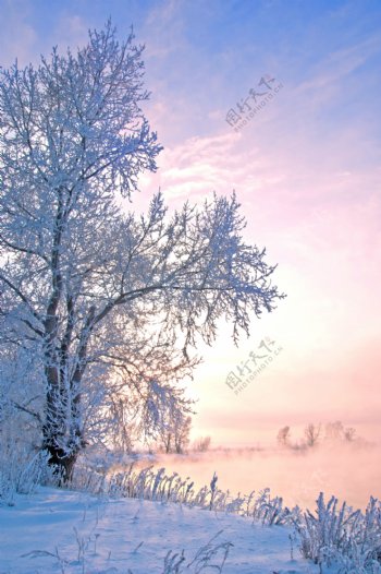 粉色天空下的雪地树木图片