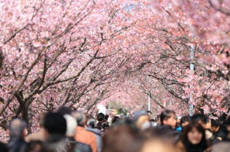 皇冠人包围樱花树在白天