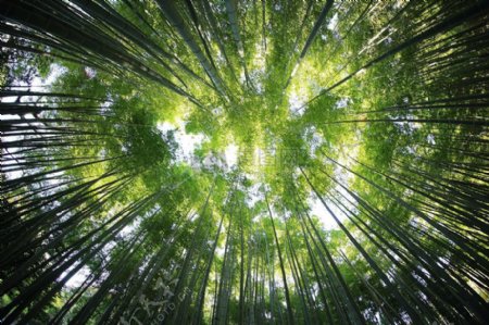 自然森林林木农业竹透视植树造林