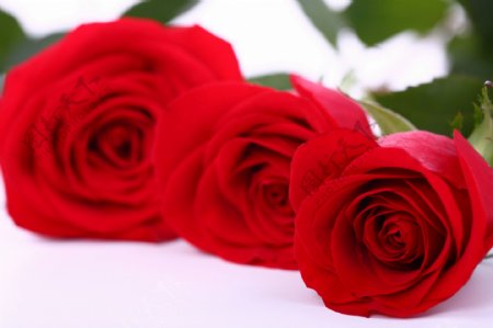 漂亮的三枝玫瑰图片