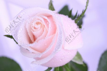 露珠玫瑰花图片