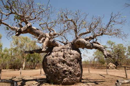 非洲树木摄影图片