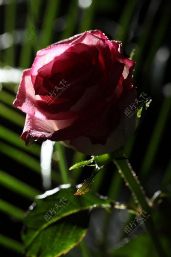 一枝玫瑰花图片