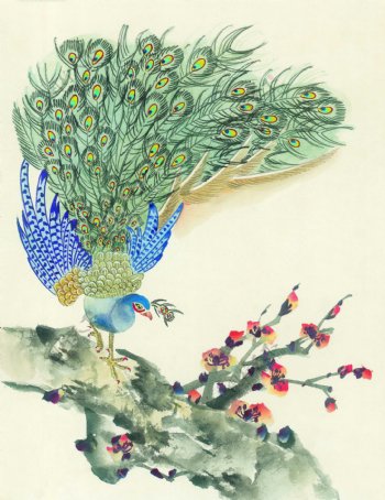 梅花树上的孔雀图片