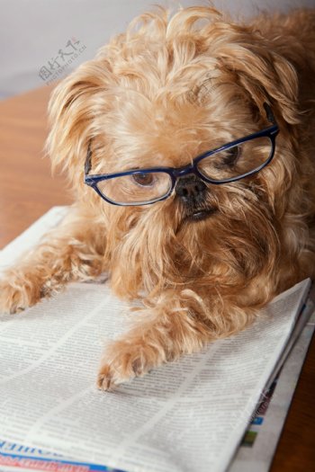 看报纸戴眼镜的小狗图片