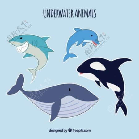 海洋动物的生活