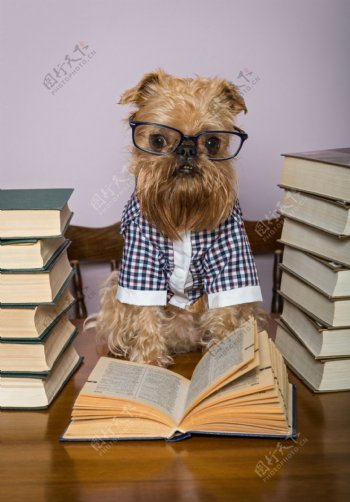 看一堆书的眼镜狗图片