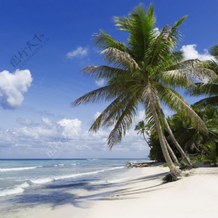 大海与沙滩上的椰子树图片