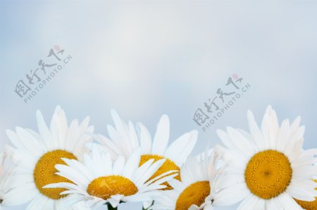 白色小菊花图片