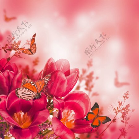 蝴蝶与美丽花朵图片