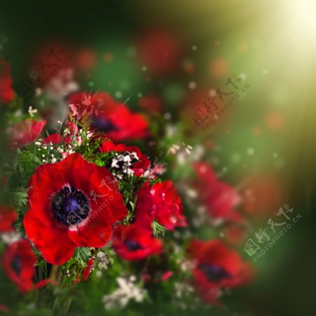 盛开的红色植物花朵图片
