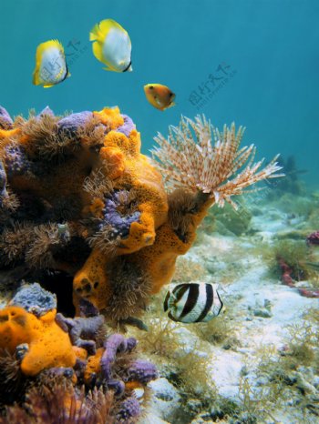 海藻珊瑚与鱼图片