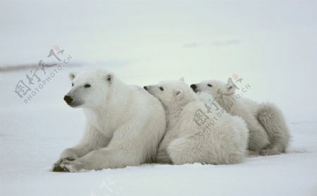 相亲相爱的北极熊图片