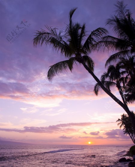 夕阳下的大海与椰树图片