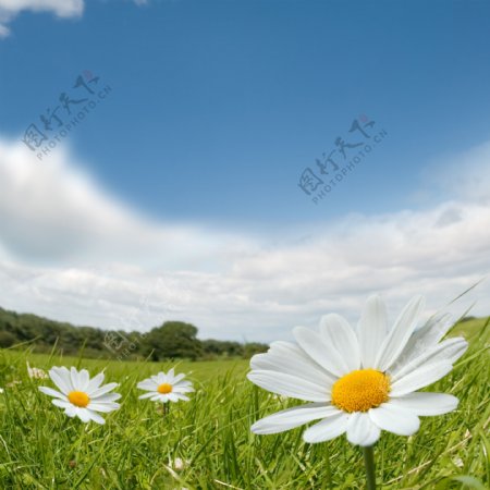 蓝天白云与菊花图片