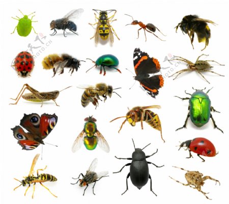 昆虫动物摄影图片