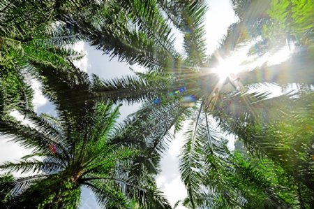 椰树与阳光图片