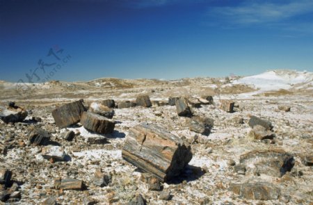 雪地上的枯木头素材图片
