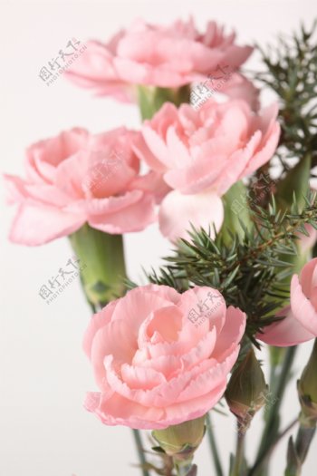 粉色植物玫瑰花图片