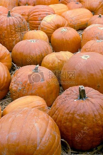 pumpkinsV.jpg