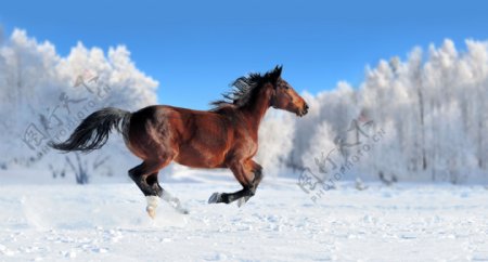 雪地奔跑的马图片