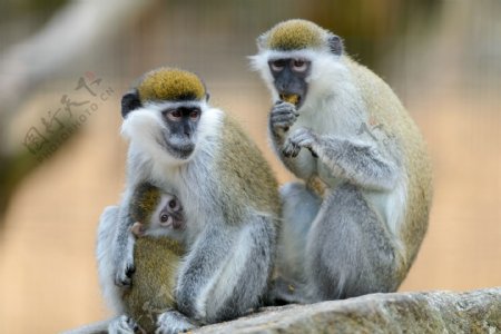 三只猴子图片