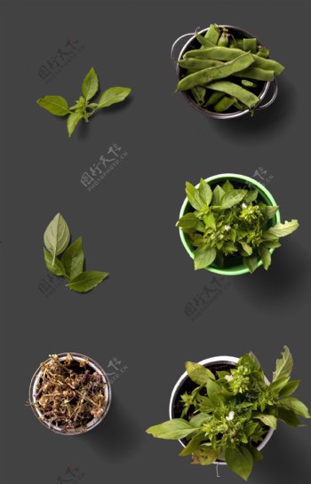 绿色蔬菜盆栽植物