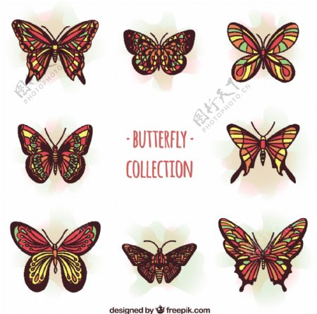 美丽的蝴蝶在红色的色调与黄色的细节
