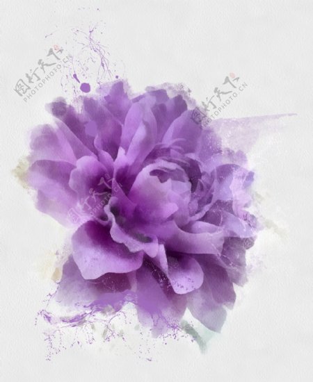 紫色水墨鲜花图片