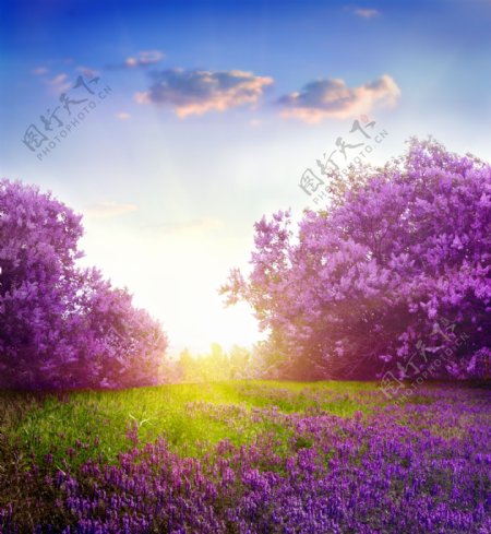 紫色薰衣草花丛图片