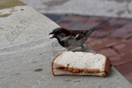 吃面包的小鸟