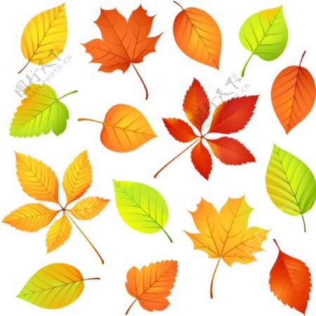 秋天彩色树叶矢量素材