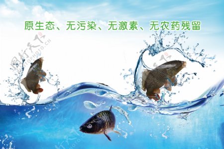 鱼类海报