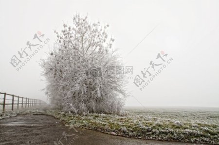 被白色的雪覆盖的树