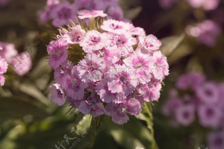 红颜色的花朵