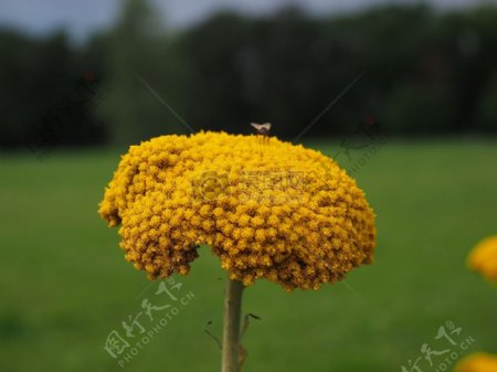 黄颜色的花朵